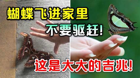 家裡突然出現蝴蝶|蝴蝶飛進家，如何應對趨吉避兇？